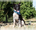 Small Border Collie Mix