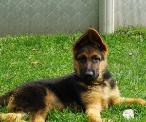 German Shepherd Dog Puppy for sale in LOCKPORT, NY, USA