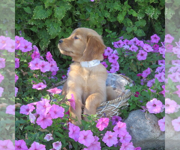 Medium Photo #5 Golden Retriever Puppy For Sale in THORP, WI, USA