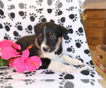 Small Photo #2 Border Collie-Unknown Mix Puppy For Sale in SHILOH, OH, USA