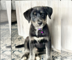 Small Photo #1 Goberian Puppy For Sale in MAINEVILLE, OH, USA