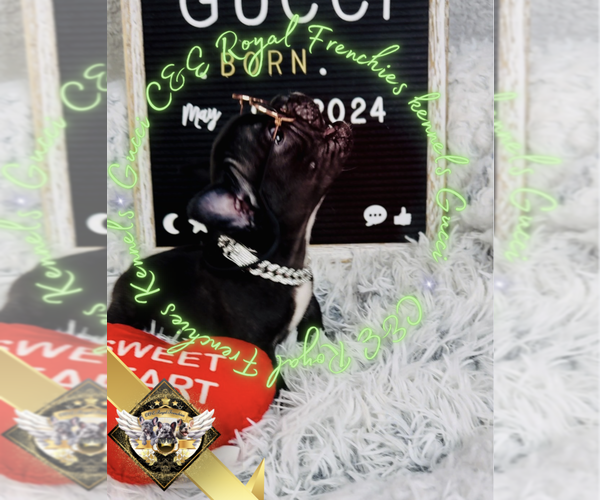 Medium Photo #3 French Bulldog Puppy For Sale in ATHENS, GA, USA