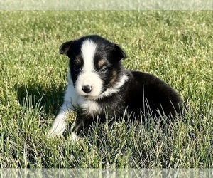 Australian Shepherd Puppy for sale in LODA, IL, USA