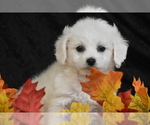 Small #1 Bichpoo