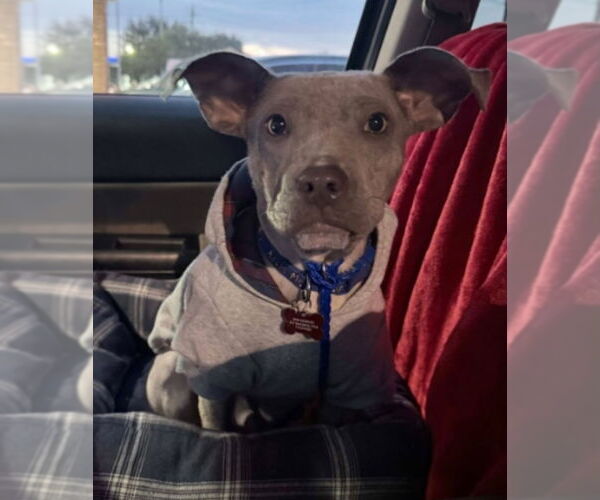 Medium Photo #1 Mutt Puppy For Sale in Lakewood, CO, USA