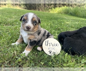 Australian Shepherd Puppy for sale in SPRINGDALE, WA, USA