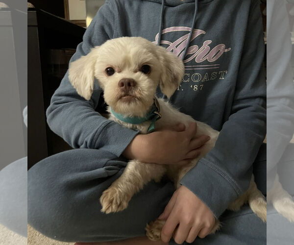 Medium Photo #2 Shih Apso Puppy For Sale in Virginia Beach, VA, USA