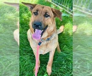 German Shepherd Dog Dogs for adoption in Sacramento, CA, USA