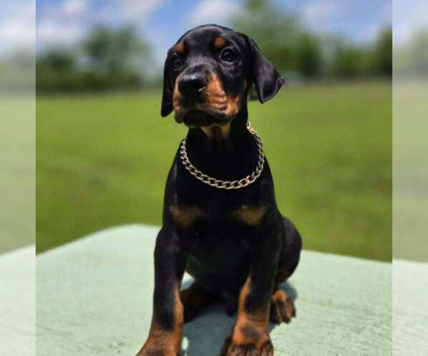 Medium Photo #5 Doberman Pinscher Puppy For Sale in FORT LAUDERDALE, FL, USA