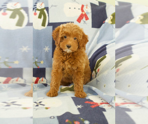 Goldendoodle (Miniature) Puppy for sale in MILWAUKEE, WI, USA