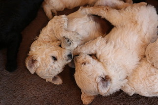 Goldendoodle Puppy for sale in HUDSONVILLE, MI, USA