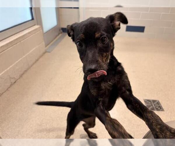 Medium Photo #2 American Staffordshire Terrier-Labrador Retriever Mix Puppy For Sale in Grand Prairie, TX, USA