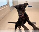 Small #1 American Staffordshire Terrier-Labrador Retriever Mix