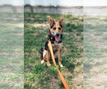 Small #9 Welsh Corgi Mix