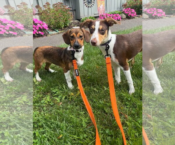 Medium Photo #4 Raggle Puppy For Sale in Southbury, CT, USA
