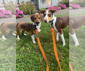 Maizy ~ meet me! - Female Raggle Dog for Adoption - Photo #4