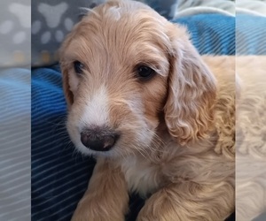 Goldendoodle Puppy for sale in MONTELLO, WI, USA