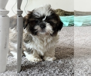 Shih Tzu Puppy for sale in MARTINSVILLE, IN, USA