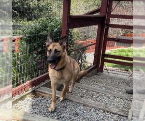 Ripley SJ - Female German Shepherd Dog Dog for Adoption - Photo #5
