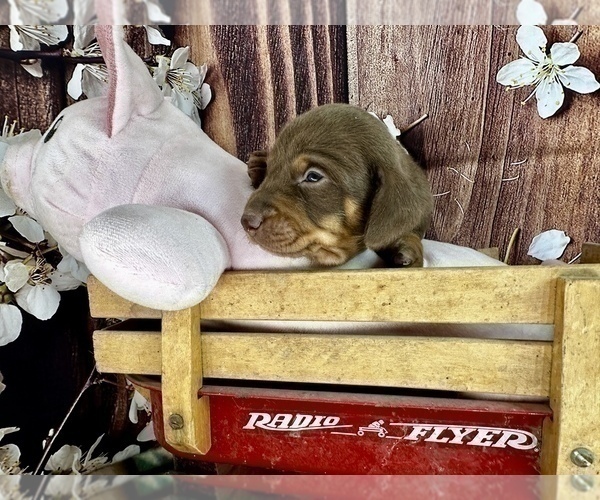 Medium Photo #11 Dachshund Puppy For Sale in CASSVILLE, MO, USA