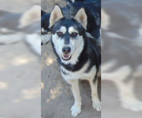 Medium Photo #2 Siberian Husky Puppy For Sale in Pacific grove , CA, USA