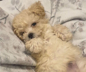 Maltipoo Puppy for sale in HOLTSVILLE, NY, USA