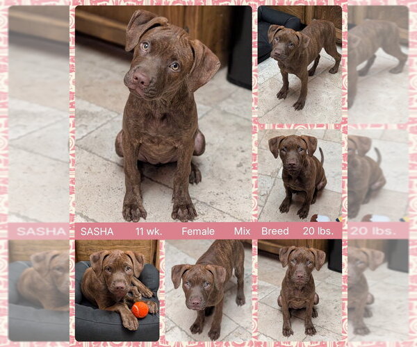 Medium Photo #1 Chesapeake Bay Retriever-Unknown Mix Puppy For Sale in Mesa, AZ, USA