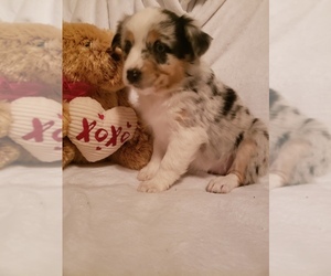 Australian Shepherd Puppy for sale in BRIGGSDALE, CO, USA