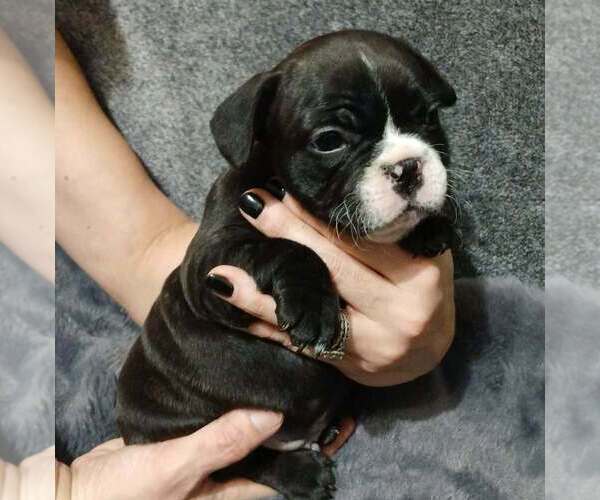 Medium Photo #3 French Bulldog Puppy For Sale in BOWLING GREEN, KY, USA