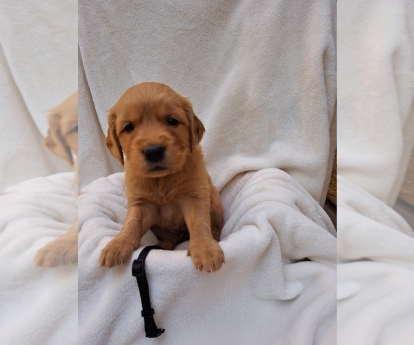 Medium Photo #2 Golden Retriever Puppy For Sale in SAN DIEGO, CA, USA