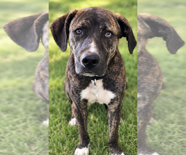 Medium Photo #6 Boxer-Mastiff Mix Puppy For Sale in Chandler, AZ, USA
