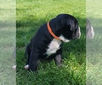 Small #5 Olde English Bulldogge