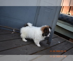 Small Photo #3 Pom-Shi Puppy For Sale in DINWIDDIE, VA, USA