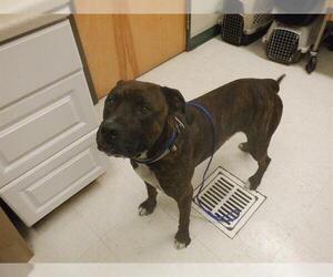 American Bandogge mastiff Dogs for adoption in Oroville, CA, USA