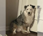 Small #6 Australian Shepherd