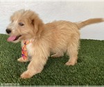 Small #2 Poodle (Miniature) Mix