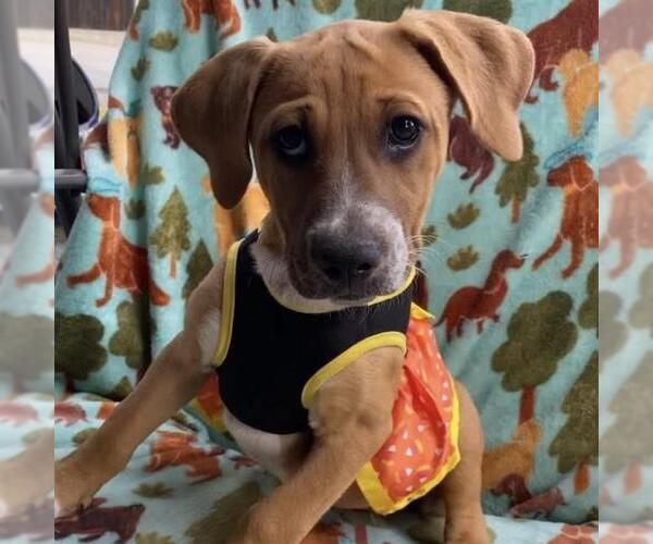 Medium Photo #10 Labrador Retriever-Unknown Mix Puppy For Sale in San Diego, CA, USA