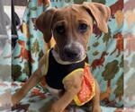 Small #9 Labrador Retriever Mix