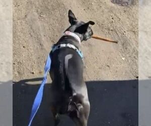 Persephone - Female Mutt Dog for Adoption - Photo #7
