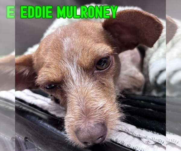 Medium Photo #13 Dachshund-Unknown Mix Puppy For Sale in San Antonio, TX, USA