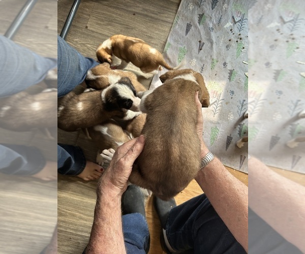 Medium Photo #2 Saint Bernard Puppy For Sale in CAPON BRIDGE, WV, USA