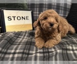 Small Photo #4 Goldendoodle Puppy For Sale in HARTFORD, CT, USA