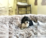 Small #1 Cavapoo (Miniature)