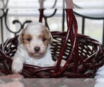Puppy Female Parti Poodle (Toy)