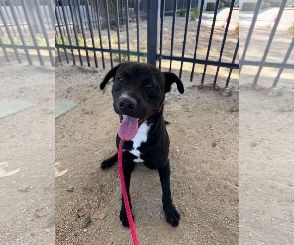 Medium Photo #2 Labrador Retriever-Unknown Mix Puppy For Sale in San Diego, CA, USA