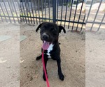 Small #1 Labrador Retriever Mix