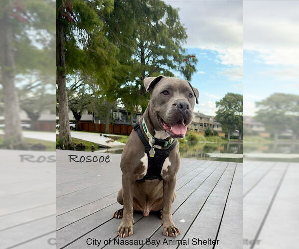 Medium Photo #2 American Pit Bull Terrier-Unknown Mix Puppy For Sale in Nassau bay, TX, USA