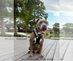 Small #1 American Pit Bull Terrier Mix