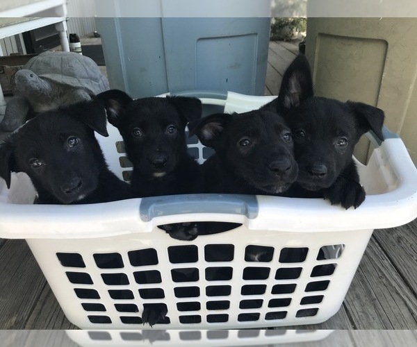 Medium Photo #1 Belgian Malinois Puppy For Sale in VACAVILLE, CA, USA