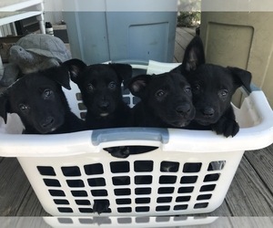 Belgian Malinois Puppy for sale in VACAVILLE, CA, USA